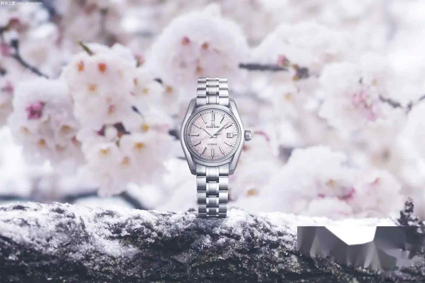 冠蓝狮樱花腕表质量怎么样？行家评价如何？ | 奈斯探表